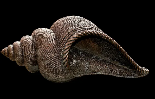 Picture nature, marine, seashell, conch shell, conch, photo of brown shell