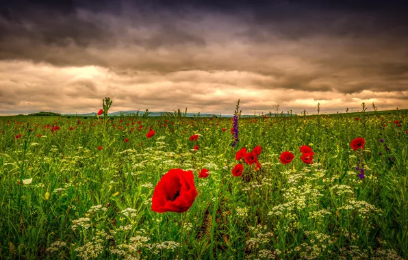 The sky, grass, clouds, flowers, nature, Maki, Field, meadow