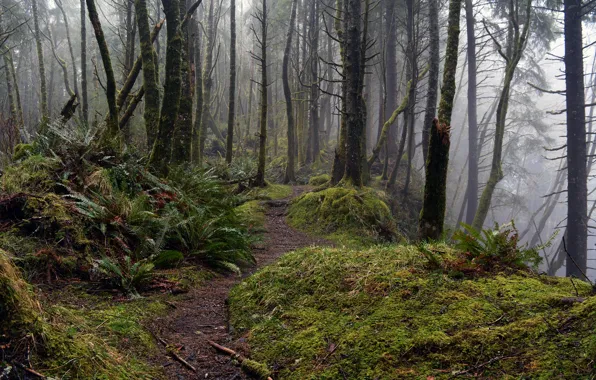 Forest, trees, nature, moss, Oregon, USA, USA, Oregon