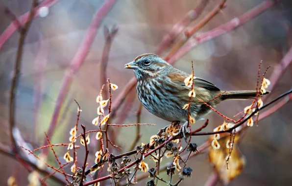 Branches, grey, background, bird, Sparrow, bokeh, american song sparrow