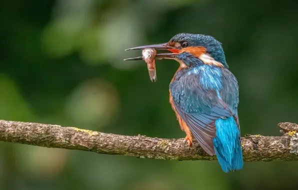 Bird, fish, branch, bokeh, mining, Kingfisher