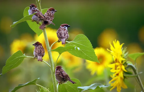 Summer, sunflowers, birds, sparrows