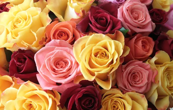 Roses, bouquet, raznotsvet