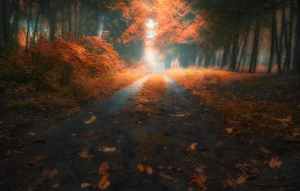 Road, autumn, forest, leaves, trees, Slava Lucky