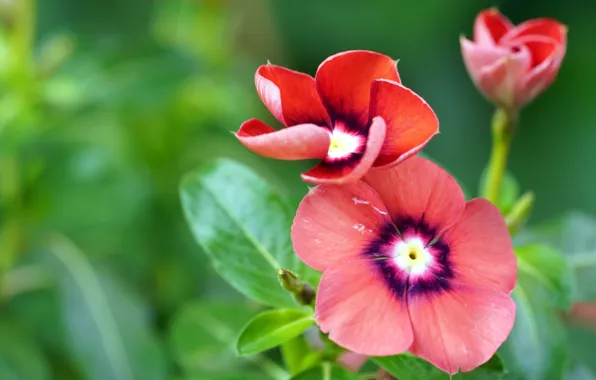 Macro, flowers, red, green background, bokeh, periwinkle