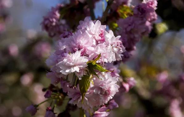 Leaves, light, flowers, branch, spring, petals, Sakura, pink