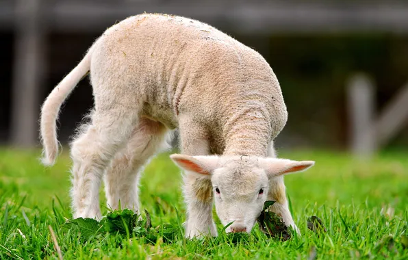 Picture GRASS, GREEN, SHEEP, FOHN