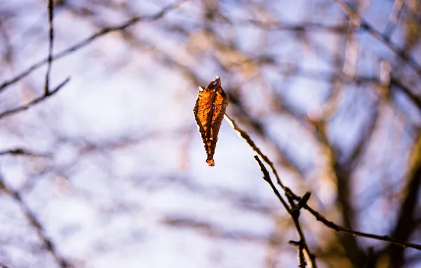 Picture autumn, macro, sheet, branch, lonely