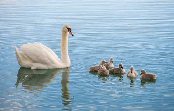 Picture lake, Swan, kids