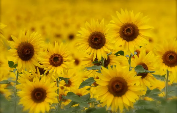 Field, summer, sunflowers, yellow
