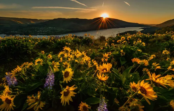 The sun, rays, sunset, flowers, mountains, lake