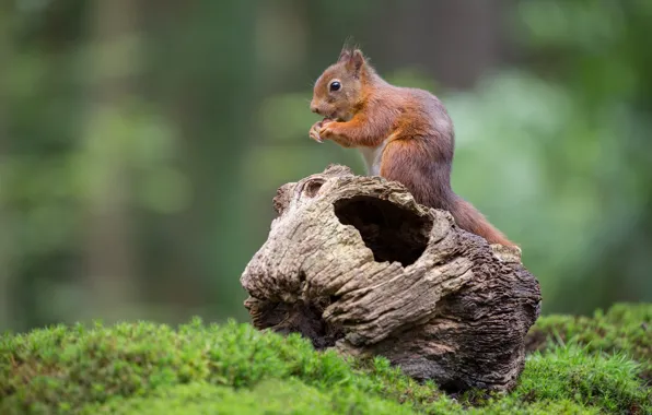 Picture forest, nature, background, moss, protein, stump, a rotten tree stump