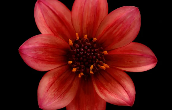 Picture flowers, petals, dahlias