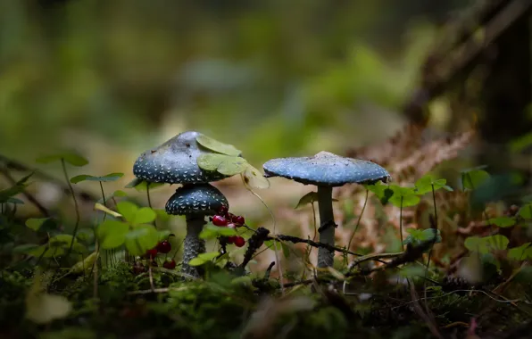 Autumn, forest, leaves, nature, berries, mushrooms, mushroom, bokeh