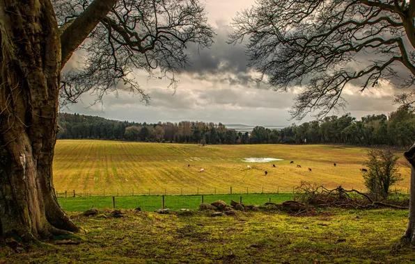 Greens, field, forest, the sky, grass, clouds, trees, clouds