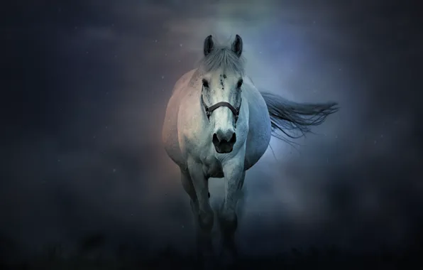 Picture fog, horse, horse