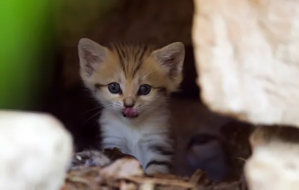 Picture cat, kitty, curiosity