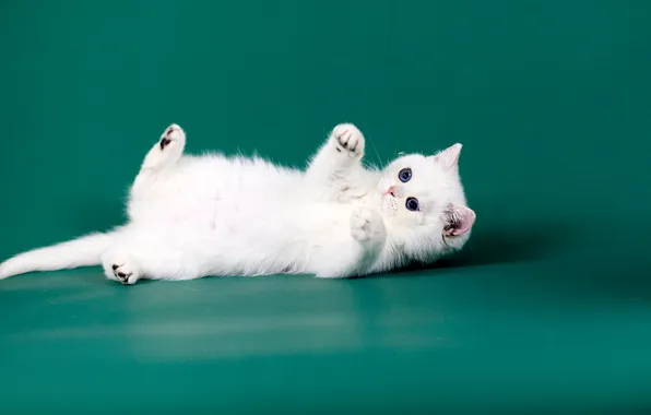 Cat, white, look, pose, kitty, legs, baby, lies