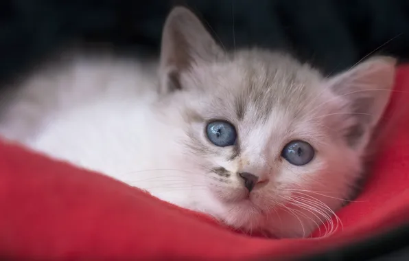 Look, muzzle, kitty, blue eyes