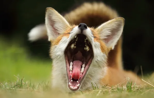 Picture background, mouth, Fox