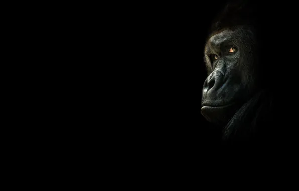 Look, monkey, gorilla, black background, the dark background