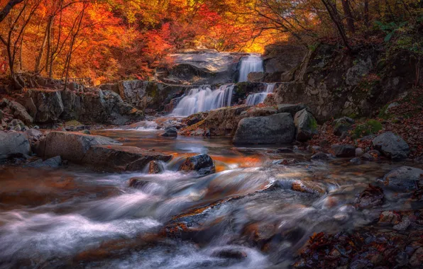 Autumn, forest, trees, branches, stones, rocks, for, waterfall