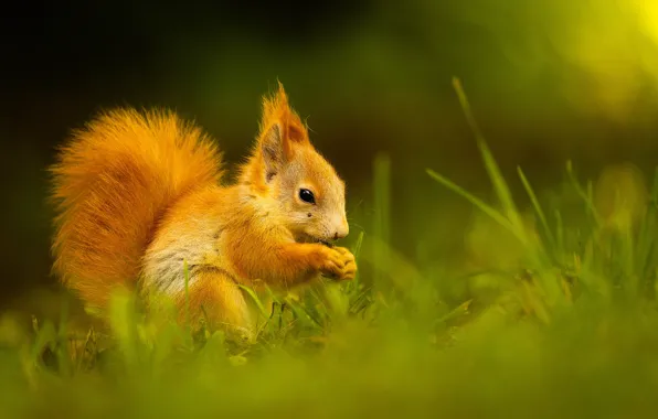 Picture grass, nature, protein, animal, rodent