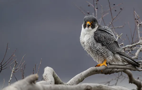 Picture look, trees, branches, berries, background, bird, Falcon, bitches