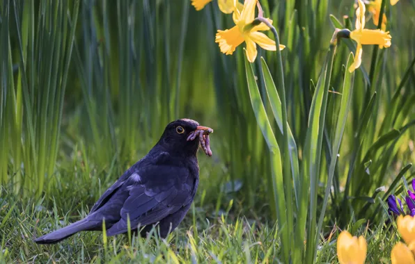 Greens, grass, light, flowers, bird, spring, yellow, garden