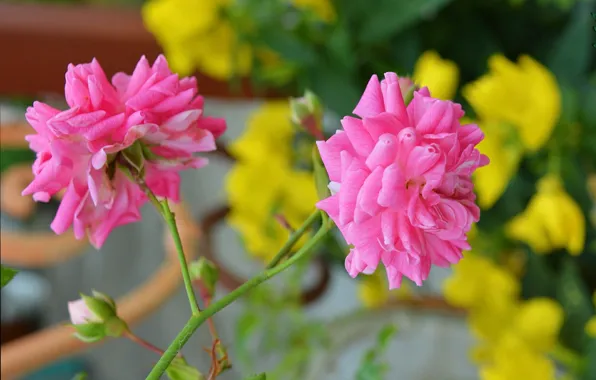 Picture Bokeh, Bokeh, Pink roses, Pink roses