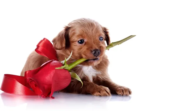 Face, roses, dog