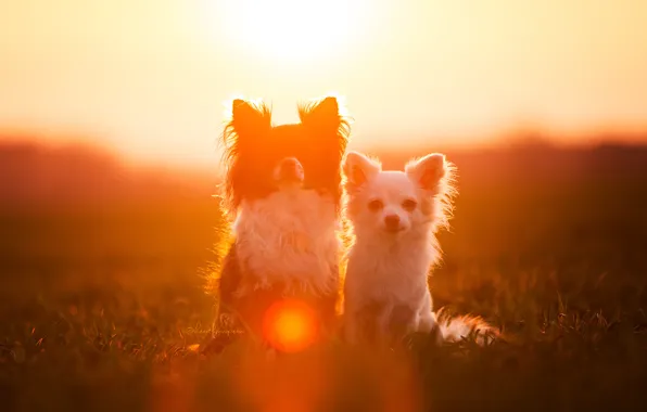 Picture dogs, light, friends