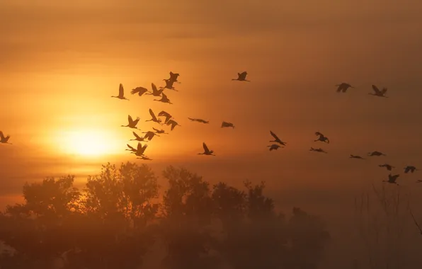 Picture autumn, the sky, the sun, flight, sunset, nature, fog, dawn