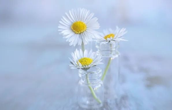 Glass, flowers, chamomile, spring, white, still life, blue background, a bunch