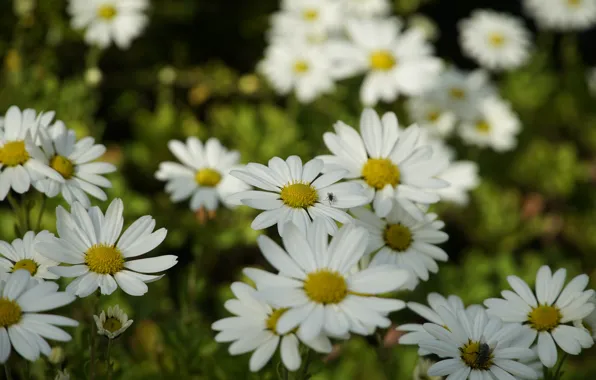 Flowers, fly, Bush, chamomile, garden, white, flowerbed, bokeh