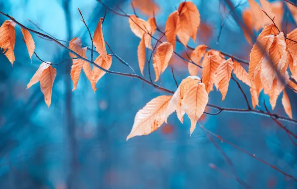 Picture leaves, branches, nature