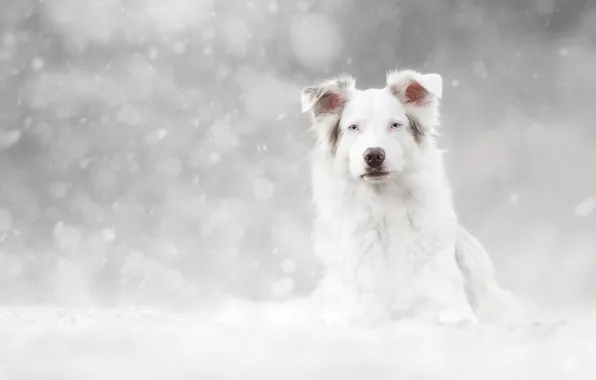 Winter, white, look, face, snow, portrait, dog, light background