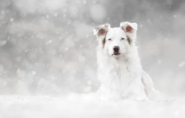 Picture winter, look, face, snow, portrait, dog, white, light background