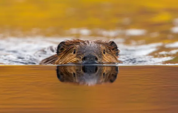 Picture water, river, rodent, canadian beaver, castor canadensis