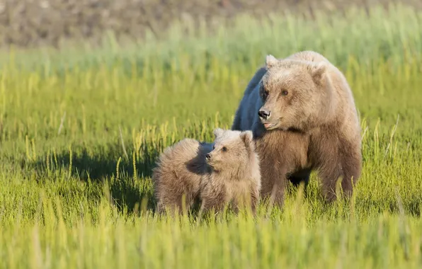 Grass, bear, meadow, bear, bear, motherhood