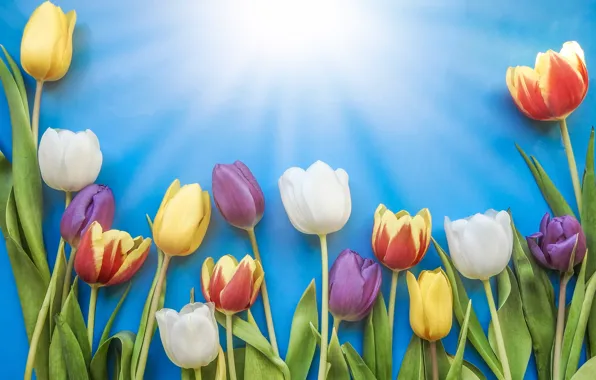 Picture the sun, flowers, colorful, tulips, fresh, flowers, beautiful, tulips
