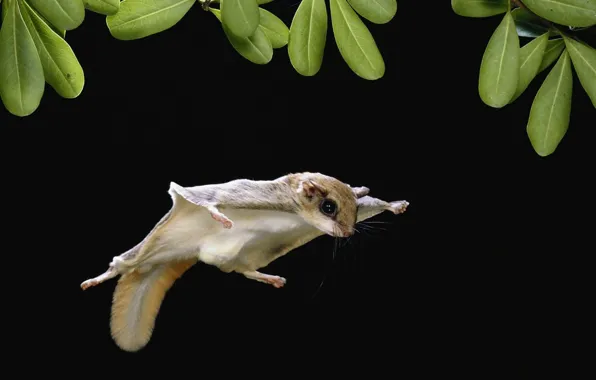 Leaves, flight, protein, flying squirrel