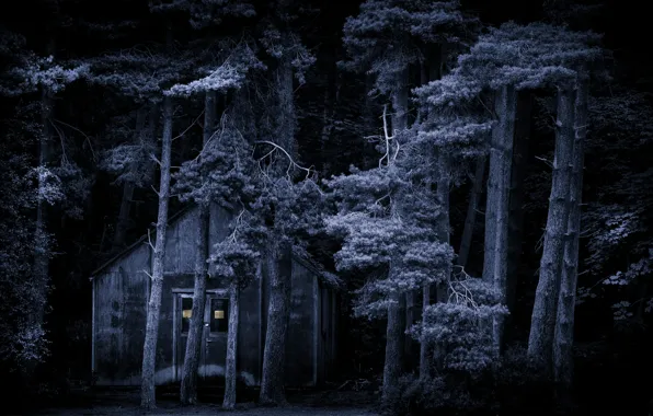 Picture forest, night, home