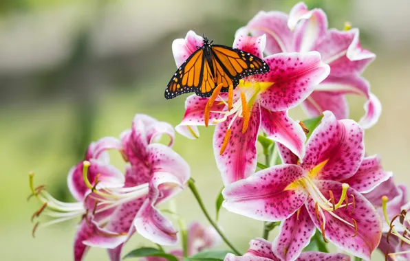 Picture macro, butterfly, Lily, petals, stamens