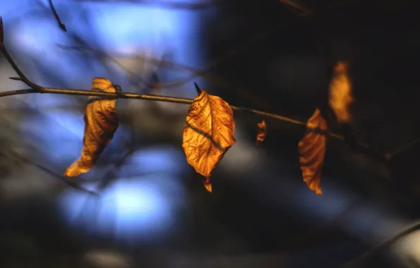 Autumn, leaves, macro, nature, sprig, Dry