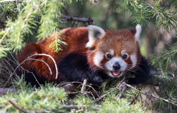 Look, branches, pose, red Panda, face, needles, bokeh, red Panda
