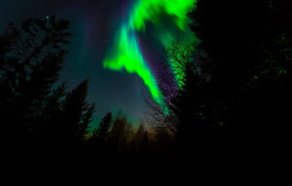 Stars, trees, night, Northern lights, silhouette, Norway