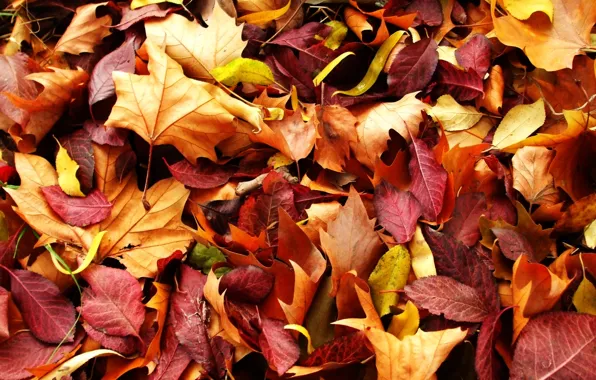 Autumn, nature, red yellow leaves