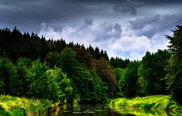 Picture forest, the sky, clouds, trees, flowers, river