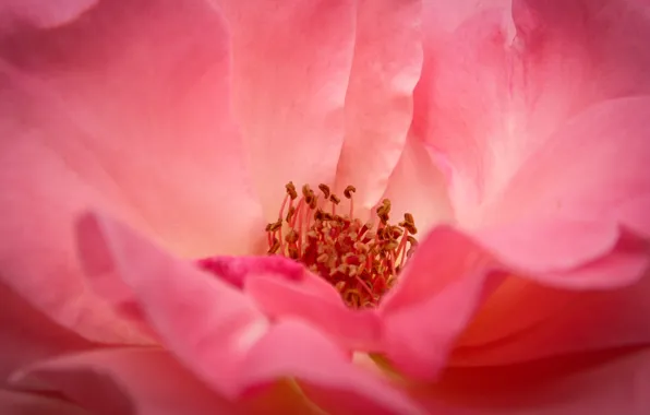 Picture rose, nature, pink